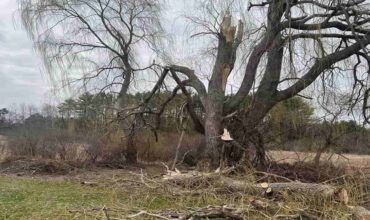 Emergency Tree Service